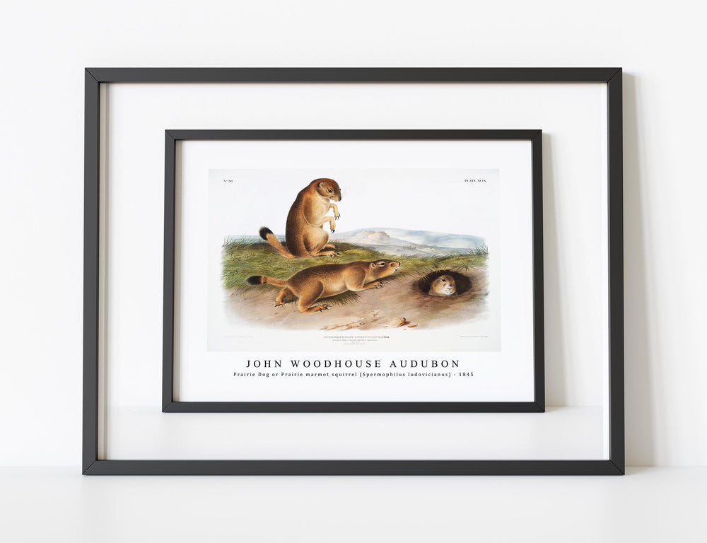 John Woodhouse Audubon - Prairie Dog or Prairie marmot squirrel (Spermophilus ludovicianus) from the viviparous quadrupeds of North America (1845)