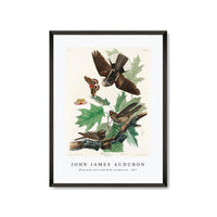 John James Audubon - Whip-poor-will from Birds of America (1827)