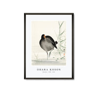 
              Ohara Koson - Moorhen (1900 - 1930) by Ohara Koson (1877-1945)
            
