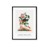 
              James Bolton - Eurasian wren, raspberry, wood lice and pupa 1768
            