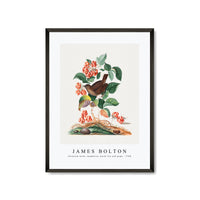 James Bolton - Eurasian wren, raspberry, wood lice and pupa 1768