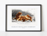 
              Charles Dessalines D'Orbigny - Fails Leo
            