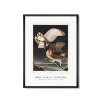 John James Audubon - Barn Owl from Birds of America (1827)