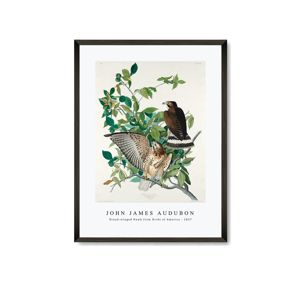John James Audubon - Broad-winged Hawk from Birds of America (1827)