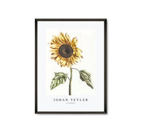 
              Johan Teyler - A sunflower
            