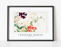 
              Tanigami Konan - Sweetpea flower
            