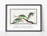 
              Robert Jacob Gordon - Bradypodion pumilum in three poses cape dwarf chameleon (1777–1786)
            