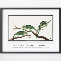 Robert Jacob Gordon - Bradypodion pumilum in three poses cape dwarf chameleon (1777–1786)