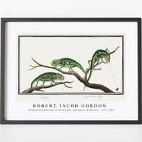 Robert Jacob Gordon - Bradypodion pumilum in three poses cape dwarf chameleon (1777–1786)