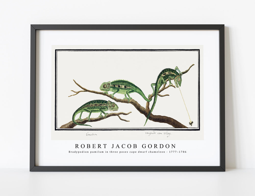 Robert Jacob Gordon - Bradypodion pumilum in three poses cape dwarf chameleon (1777–1786)