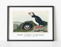 
              John James Audubon - Puffin from Birds of America (1827)
            
