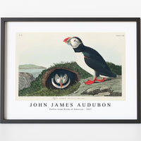 John James Audubon - Puffin from Birds of America (1827)