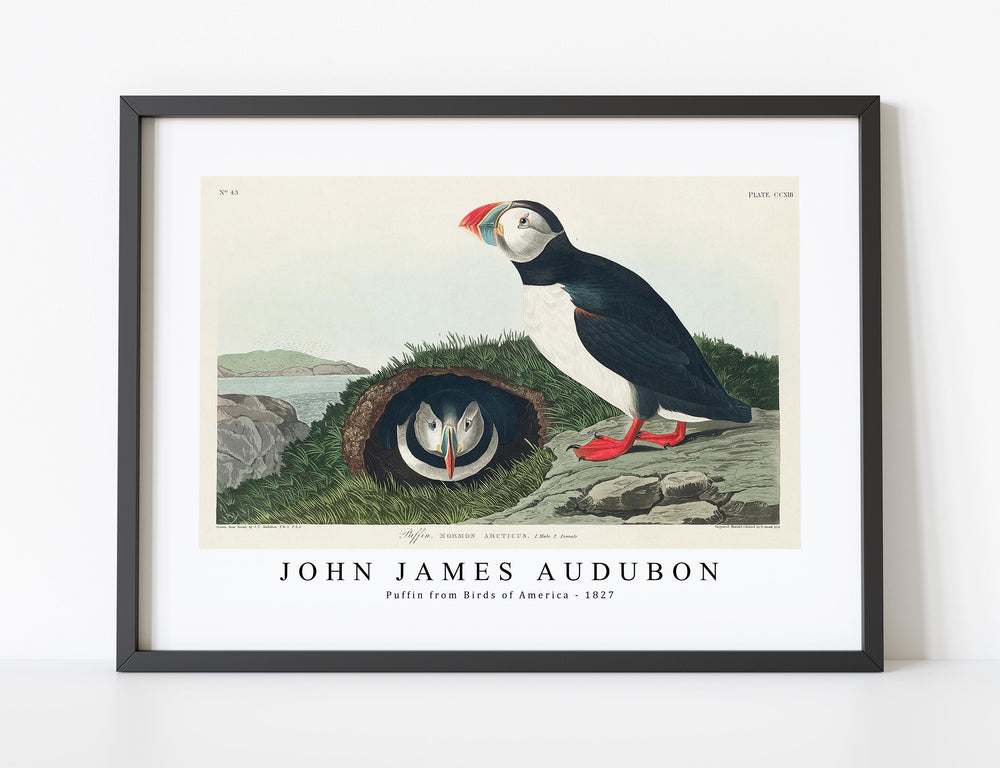 John James Audubon - Puffin from Birds of America (1827)