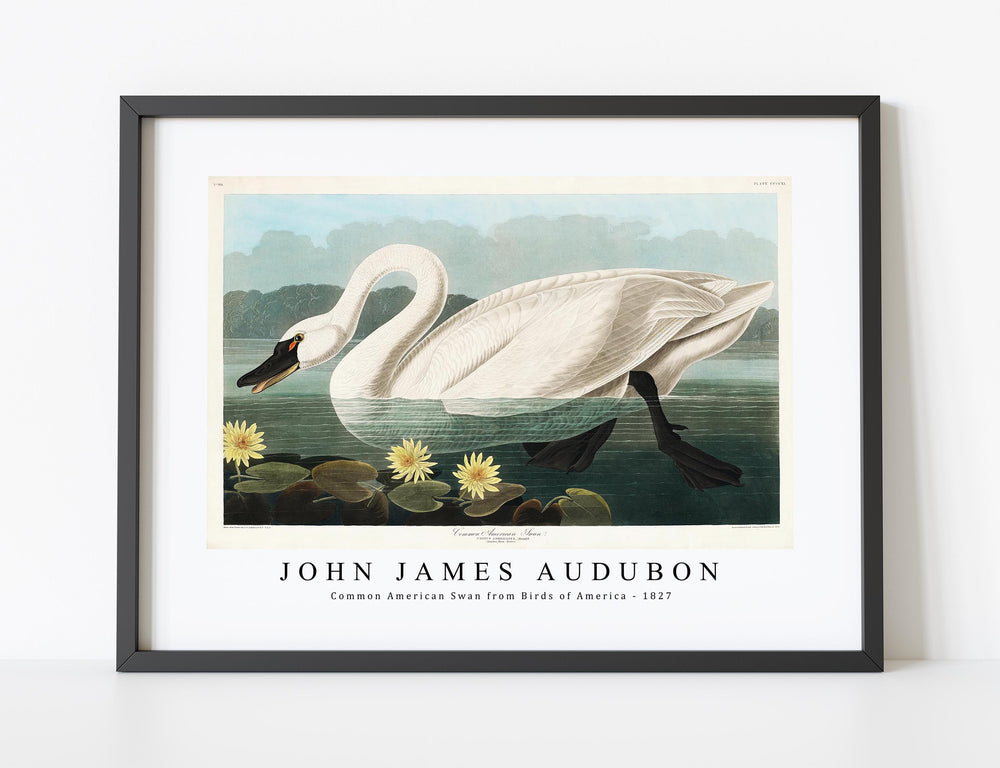 John James Audubon-Common American Swan from Birds of America (1827)