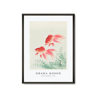 Ohara Koson - Two veil goldfish (1926) by Ohara Koson (1877-1945)