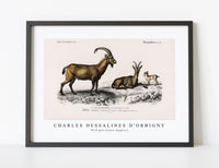 
              Charles Dessalines D'Orbigny - Wild goat (Capra Agagrus)
            