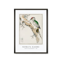 Numata Kashu - Japanese Green Woodpecker illustration from Pictorial Monograph of Birds (1885)