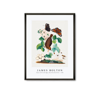
              James Bolton - House wren and eggs, Peacock butterflies 1768
            