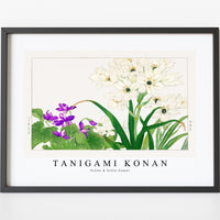 Tanigami Konan - Violet & Scilla flower