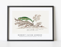 
              Robert Jacob Gordon - Bradypodion pumilum cape dwarf chameleon (1777–1786)
            