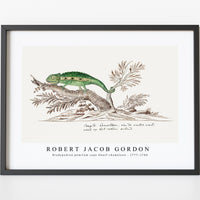 Robert Jacob Gordon - Bradypodion pumilum cape dwarf chameleon (1777–1786)