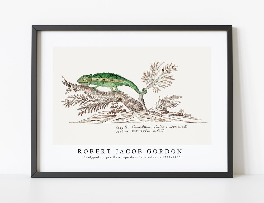 Robert Jacob Gordon - Bradypodion pumilum cape dwarf chameleon (1777–1786)