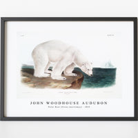 John Woodhouse Audubon - Polar Bear (Ursus maritimus) from the viviparous quadrupeds of North America (1845)