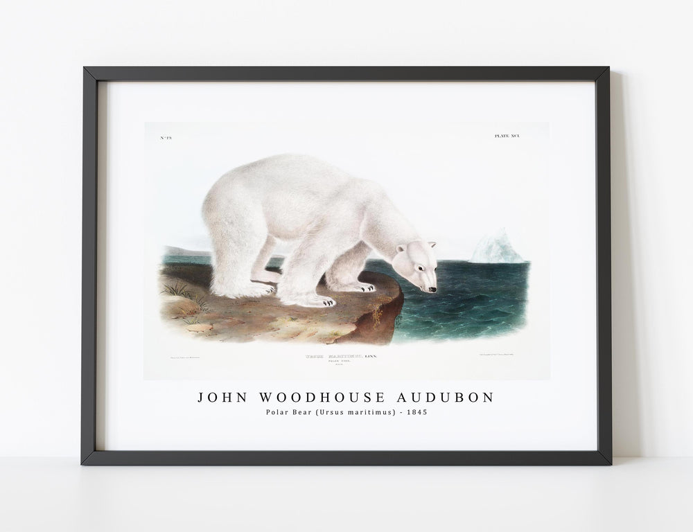 John Woodhouse Audubon - Polar Bear (Ursus maritimus) from the viviparous quadrupeds of North America (1845)
