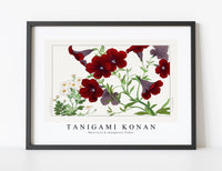 
              Tanigami Konan - Matricaria & salpiglossis flower
            