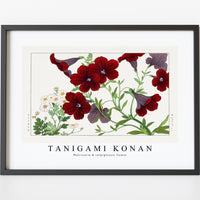 Tanigami Konan - Matricaria & salpiglossis flower