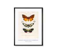 
              Charles Dessalines D'Orbigny - Collection of moths
            