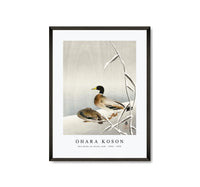 
              Ohara Koson - Two ducks on snowy reed (1900 - 1930) by Ohara Koson (1877-1945)
            