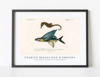 
              Charles Dessalines D'Orbigny - Lined seahorse (Hippocampus Erectus) and Stropical two wing flying fish (Exocoetus Volitan)
            