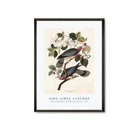 
              John James Audubon - Band-tailed Pigeon from Birds of America (1827)
            