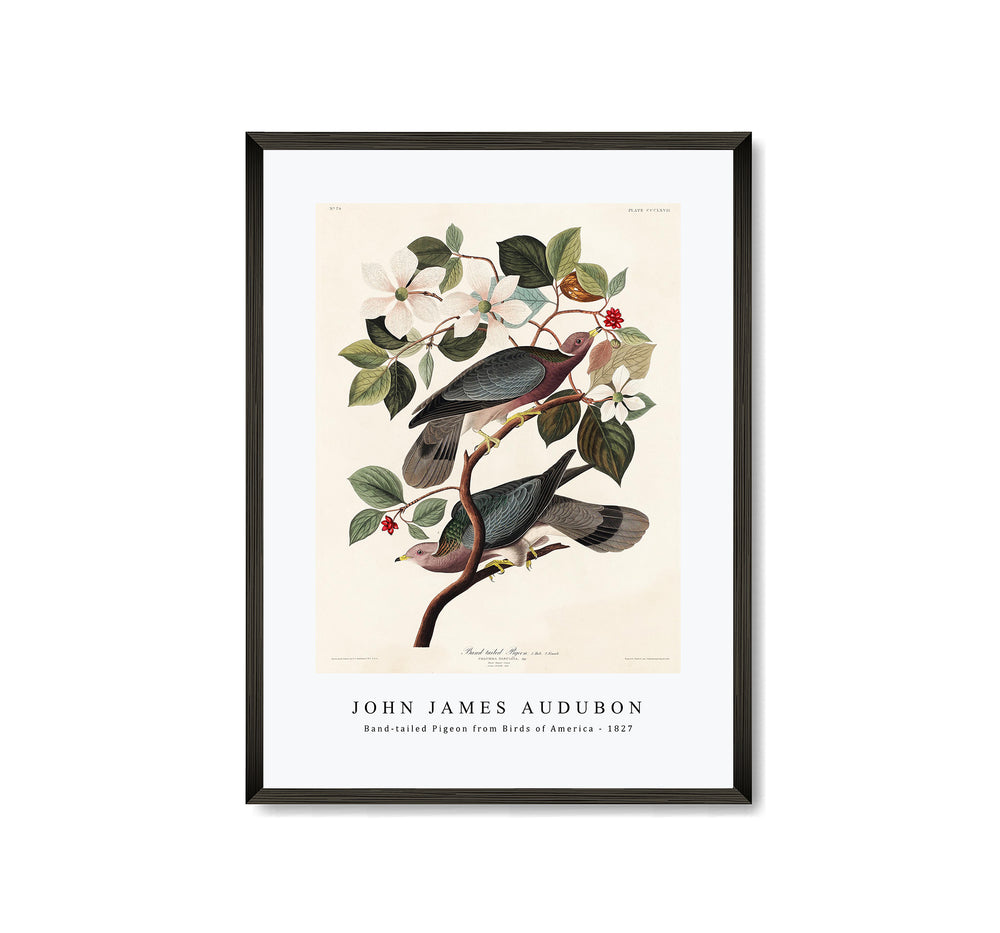 John James Audubon - Band-tailed Pigeon from Birds of America (1827)