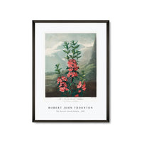 Robert John Thornton -The Narrow–Leaved Kalmia from The Temple of Flora (1807)