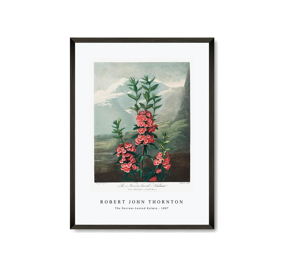 Robert John Thornton -The Narrow–Leaved Kalmia from The Temple of Flora (1807)