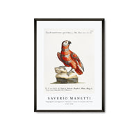 
              Saverio Manetti - Pappagallo variegato di cenerino e rosso, di Guinea (Parrot) 1723-1785
            