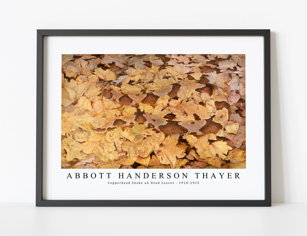 abbott handerson thayer - Copperhead Snake on Dead Leaves-1910-1915