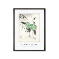 Numata Kashu - Demoiselle crane and Reed illustration from Pictorial Monograph of Birds (1885)