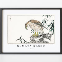 Numata Kashu - Osprey illustration from Pictorial Monograph of Birds (1885)