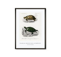 
              Charles Dessalines D'Orbigny - Tortoises (Testudo)
            