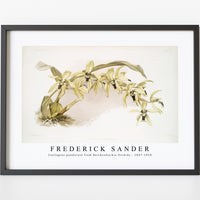 Frederick Sander - Coelogyne pandurata from Reichenbachia Orchids-1847-1920