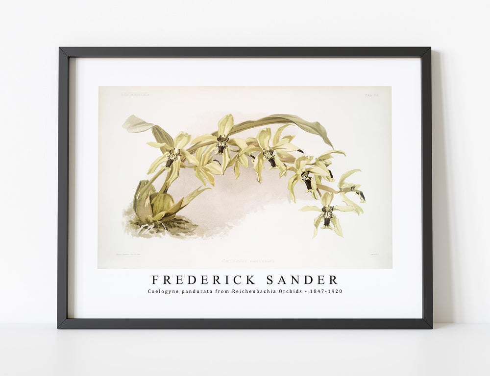 Frederick Sander - Coelogyne pandurata from Reichenbachia Orchids-1847-1920