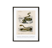 
              Charles Dessalines D'Orbigny - Rattlesnake (Crotale) and Saharan horned Viper (Cerastes)
            
