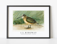 
              J L Ridgway - Woodcock (Philohela Minor) 1859-1947
            