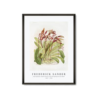 Frederick Sander - Cypripedium sanderianum from Reichenbachia Orchids-1847-1920