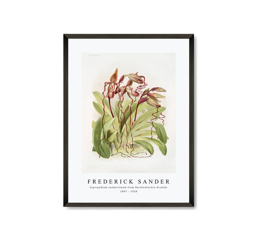Frederick Sander - Cypripedium sanderianum from Reichenbachia Orchids-1847-1920