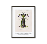 
              Charles Dessalines D'Orbigny - Giant mantis shrimp (Squilla Maculata)
            