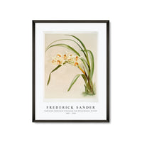 Frederick Sander - Cymbidium (hybridum) winnianum from Reichenbachia Orchids-1847-1920
